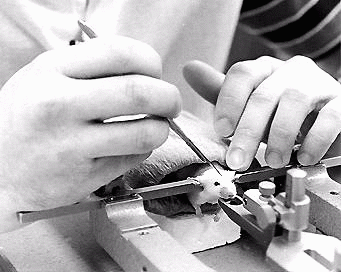 experimenter dissecting mouse