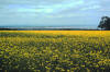 St. Andrews Oilseed Field